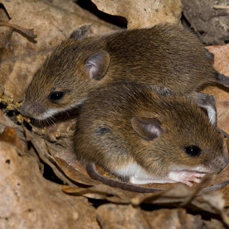 Уничтожения мышей в частном доме в Норильске?