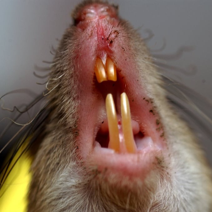 Дератизация крыс в Норильске?